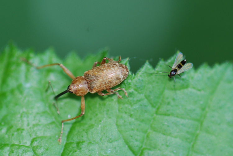 dorytomus longimanus?